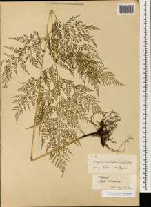 Onychium lucidum (D. Don) Spreng., Зарубежная Азия (ASIA) (КНР)