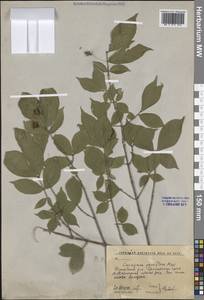 Бересклет бородавчатый Scop., Сибирь, Дальний Восток (S6) (Россия)