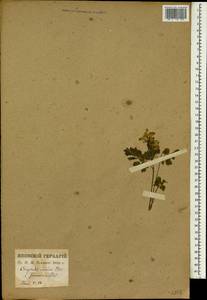 Corydalis incisa (Thunb.) Pers., Зарубежная Азия (ASIA) (Япония)