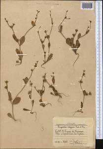 Garhadiolus hedypnois (Fisch. & C. A. Mey.) Jaub. & Spach, Средняя Азия и Казахстан, Западный Тянь-Шань и Каратау (M3) (Узбекистан)