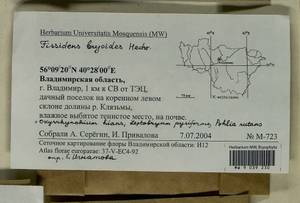 Fissidens bryoides Hedw., Гербарий мохообразных, Мхи - Центральное Нечерноземье (B6) (Россия)
