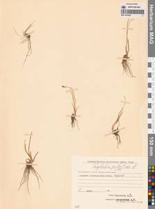 Триостренник болотный L., Сибирь, Чукотка и Камчатка (S7) (Россия)