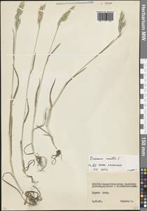 Костер мягкий L., Кавказ, Северная Осетия, Ингушетия и Чечня (K1c) (Россия)