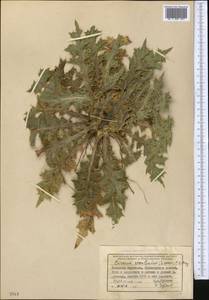 Бодяк съедобный (Siev.) C.A.Mey., Средняя Азия и Казахстан, Северный и Центральный Тянь-Шань (M4) (Киргизия)