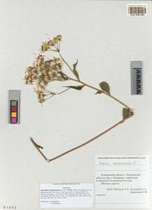 Senecio nemorensis subsp. nemorensis, Сибирь, Алтай и Саяны (S2) (Россия)