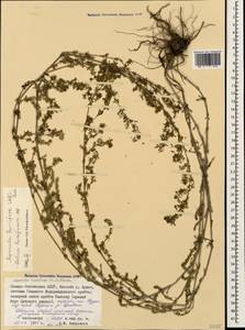 Подмаренник распростертый M.Bieb., Кавказ, Северная Осетия, Ингушетия и Чечня (K1c) (Россия)