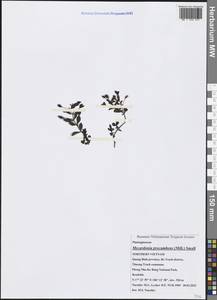 Mecardonia procumbens (Mill.) Small, Зарубежная Азия (ASIA) (Вьетнам)