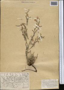Acantholimon setiferum Bunge, Средняя Азия и Казахстан, Западный Тянь-Шань и Каратау (M3) (Казахстан)