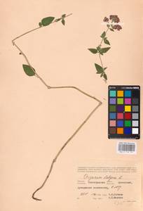 MHA 0 156 701, Душица обыкновенная L., Восточная Европа, Нижневолжский район (E9) (Россия)