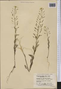 Descurainia pinnata subsp. brachycarpa (Richardson) Detling, Америка (AMER) (Канада)