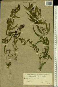 Марена татарская (Trevis.) F.Schmidt, Восточная Европа, Нижневолжский район (E9) (Россия)