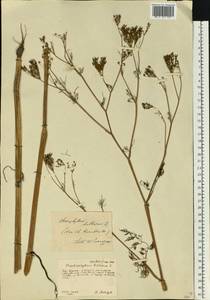 Бутень клубненосный L., Восточная Европа, Центральный лесостепной район (E6) (Россия)