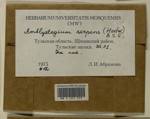 Amblystegium serpens (Hedw.) Schimp., Гербарий мохообразных, Мхи - Центральное Нечерноземье (B6) (Россия)