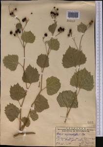 Ampelopsis vitifolia subsp. vitifolia, Средняя Азия и Казахстан, Памир и Памиро-Алай (M2) (Таджикистан)