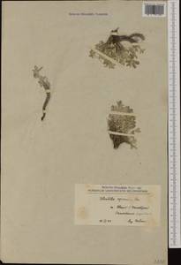 Potentilla apennina Ten., Западная Европа (EUR) (Северная Македония)