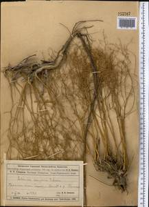 Полынь джунгарская Schrenk, Средняя Азия и Казахстан, Муюнкумы, Прибалхашье и Бетпак-Дала (M9) (Казахстан)