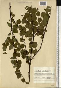 Береза (Zanoni ex Murray) Govaerts, Восточная Европа, Северный район (E1) (Россия)