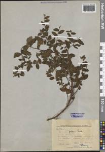 Spiraea ouensanensis H. Lév., Сибирь, Дальний Восток (S6) (Россия)