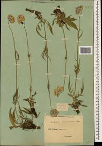 Ломелозия кавказская (M. Bieb.) Greuter & Burdet, Кавказ, Армения (K5) (Армения)