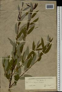 Ива трехтычинковая L., Восточная Европа, Нижневолжский район (E9) (Россия)