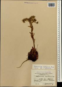 Sempervivum ermanicum Gurgen., Кавказ, Южная Осетия (K4b) (Южная Осетия)