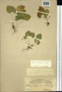 Фиалка Селькирка Pursh ex Goldie, Сибирь, Чукотка и Камчатка (S7) (Россия)