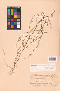 Спорыш простертый, Спорыш обыкновенный Boreau, Восточная Европа, Белоруссия (E3a) (Белоруссия)