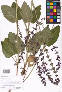 MHA 0 156 329, Шалфей луговой L., Восточная Европа, Центральный лесостепной район (E6) (Россия)