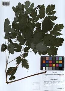 Воронец колосистый L., Сибирь, Алтай и Саяны (S2) (Россия)