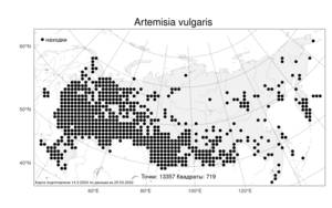 Artemisia vulgaris, Полынь обыкновенная, Чернобыльник L., Атлас флоры России (FLORUS) (Россия)