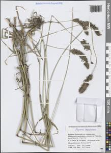 Лисохвост тростниковидный Poir., Сибирь, Прибайкалье и Забайкалье (S4) (Россия)