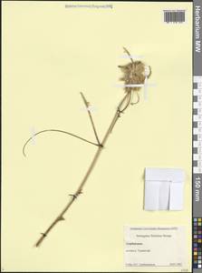 Астрагал конечный (Bunge) D.F.Chamb., Кавказ, Азербайджан (K6) (Азербайджан)