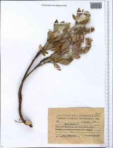 Ива сизая L., Сибирь, Западный (Казахстанский) Алтай (S2a) (Казахстан)