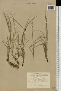 Осока ранняя Schreb., Восточная Европа, Южно-Украинский район (E12) (Украина)