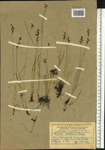 Juncus gerardi subsp. atrofuscus (Rupr.) Printz, Сибирь, Центральная Сибирь (S3) (Россия)