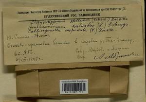 Campylium stellatum (Hedw.) Lange & C.E.O. Jensen, Гербарий мохообразных, Мхи - Дальний Восток (без Чукотки и Камчатки) (B20) (Россия)