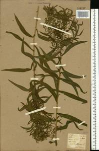 Achillea ptarmica subsp. ptarmica, Восточная Европа, Северо-Украинский район (E11) (Украина)