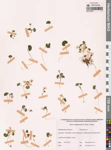 Viola crassa subsp. avatschensis (W.Becker & Hultén) Espeut, Сибирь, Чукотка и Камчатка (S7) (Россия)