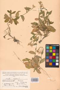 Резуха альпийская L., Восточная Европа, Северный район (E1) (Россия)