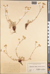 Лапчатка, Средняя Азия и Казахстан, Памир и Памиро-Алай (M2) (Таджикистан)