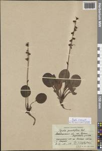 Pyrola asarifolia subsp. incarnata (DC.) A. E. Murray, Сибирь, Чукотка и Камчатка (S7) (Россия)