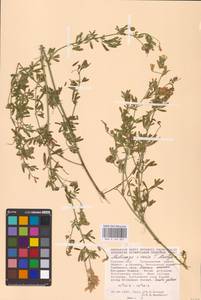 Medicago × varia Martyn, Восточная Европа, Центральный лесостепной район (E6) (Россия)