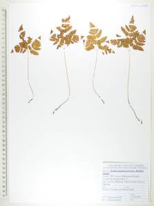 Голокучник иезский (Koidz.) Koidz., Сибирь, Дальний Восток (S6) (Россия)