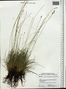 Carex simpliciuscula Wahlenb., Сибирь, Центральная Сибирь (S3) (Россия)