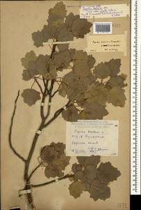 Populus × canescens (Aiton) Sm., Кавказ, Дагестан (K2) (Россия)