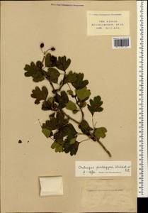 Боярышник пятипестичный Waldst. & Kit. ex Willd., Кавказ, Краснодарский край и Адыгея (K1a) (Россия)