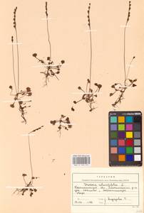 Росянка круглолистная L., Восточная Европа, Северо-Западный район (E2) (Россия)