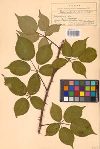 Ежевика перетянутая Lefèvre & P.J.Müll., Восточная Европа, Западно-Украинский район (E13) (Украина)