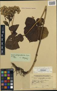 Caucasalia pontica (K. Koch) Greuter, Кавказ, Краснодарский край и Адыгея (K1a) (Россия)