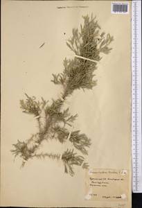 Ammodendron karelinii Fisch. & C.A.Mey. ex Ledeb., Средняя Азия и Казахстан, Каракумы (M6) (Туркмения)